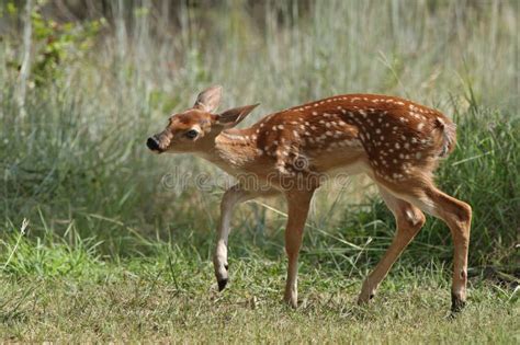 Whitetail Fawn Deer Stock Photo Image Of Rural Side 10513260