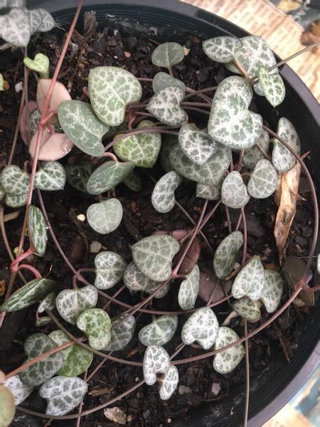 Ceropegia Woodii Chain Of Heart — Manning Valley Succulent Garden