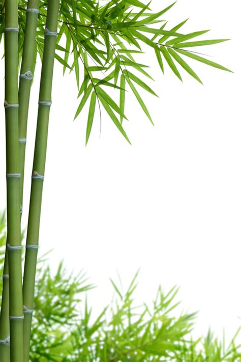 Real Bamboo Tree Png Transparent Images