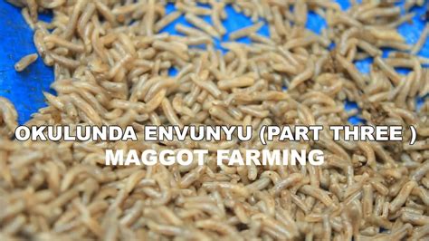 Okulunda Envunyu Maggots Farming Part YouTube