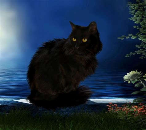 Black Cats And Witches Mystic Sciences