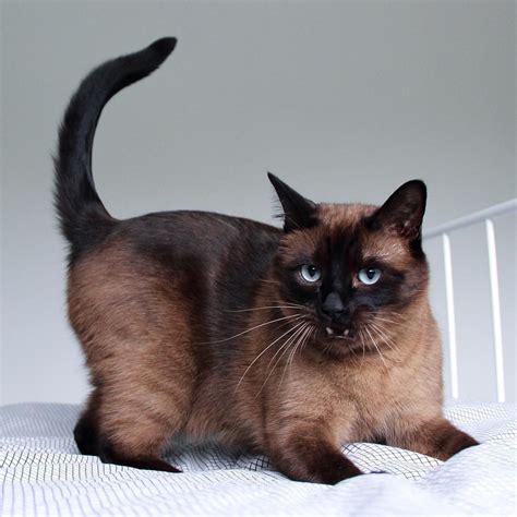Chocolate Brown Siamese Cat On Instagram A Little Craziness Never