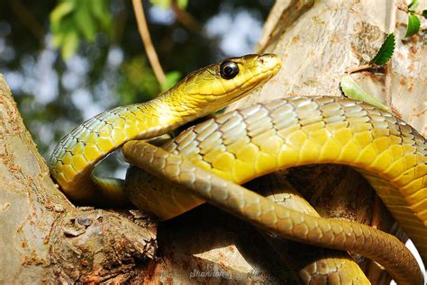 Common Tree Snake Dendrelaphis Punctulata Our Snakes Var Flickr
