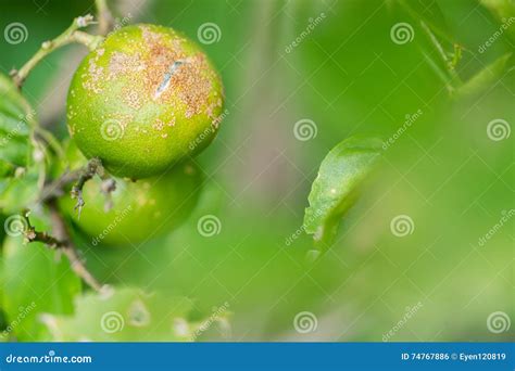 Plant Diseases Citrus Canker Stock Photo Image Of Pathology Tree
