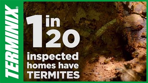 A Green And White Sign That Says In 120 Inspected Homes Have Termites