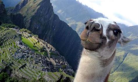 Hilarious Moment Llama Photobombs Tourists Shot Of Machu Picchu