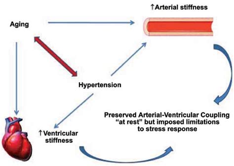 Ventricular And Vascular Stiffening In Aging And Hypertension Bentham