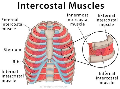 Your rib cage plays an important role in respiration, expanding and contracting as your respiratory muscles, including your diaphragm, work to help you. Tuesday 2nd April - Bircher Muesli , Bee Flies and a bit ...