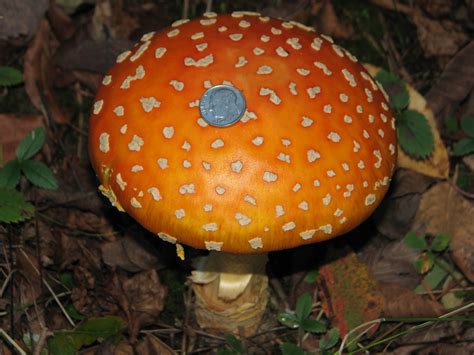 The Oakland Press Blogs Earths Almanac Death By Mushrooms Foragers