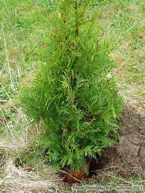Planting A Cedar Hedge Steps To Planting Cedar Trees