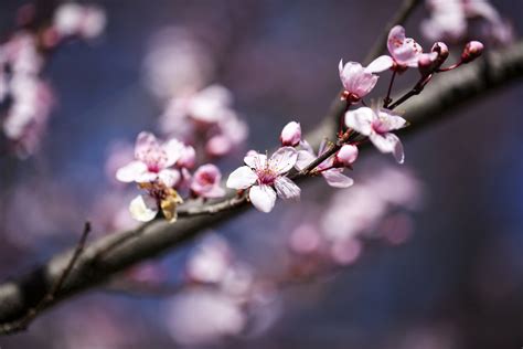 Wallpaper Branch Pink Spring Twig Flower Cherry Blossom Flora