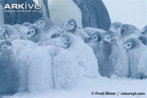 Emperor Penguinaptenodytes Forsteri Chicks Huddling Together During