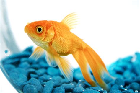Pet Goldfish May Get Banned In San Francisco A Pets Chronicle