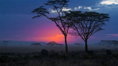 Serengeti Sunset Hd Wallpaper 4k Ultra Hd Hd Wallpaper