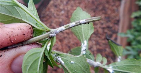 Ask Wet And Forget How To Get Rid Of Mealybugs On
