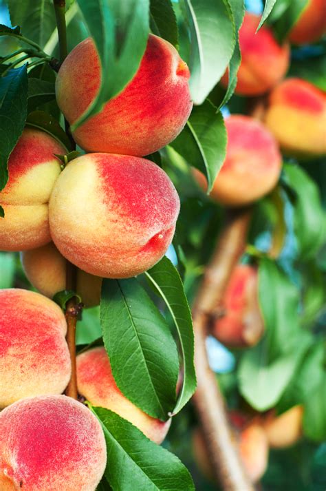 Bonanaza Patio Peach Trees For Sale Online The Tree Center