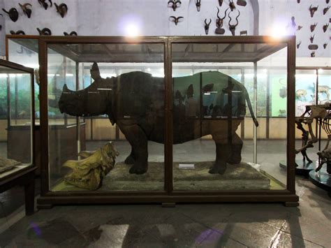 Hello Talalay Animals At The Kolkata Indian Museum