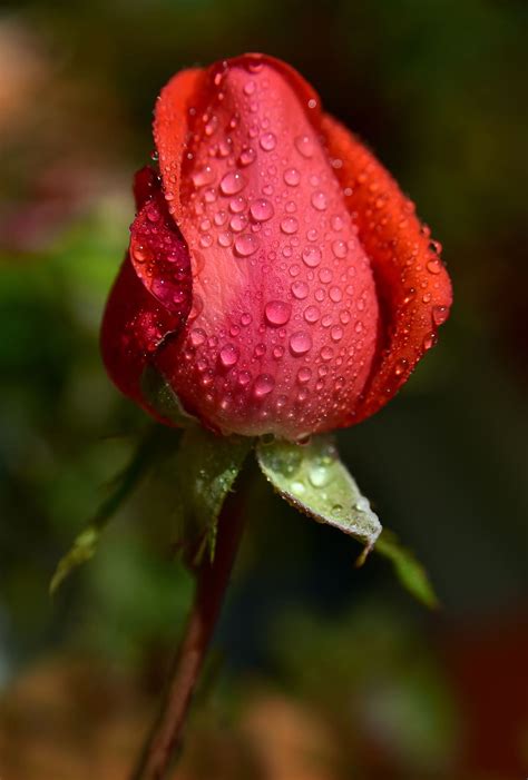 Rose Bud Rosebud Pink Red Flower Tender Closed Dew Rain Pxfuel