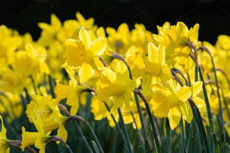Yellow Daffodil Flowers In The Garden High Quality Nature Stock