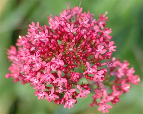 See more ideas about garden design, outdoor gardens, backyard landscaping. Tiny pink flower cluster | These beautiful wild flowers ...