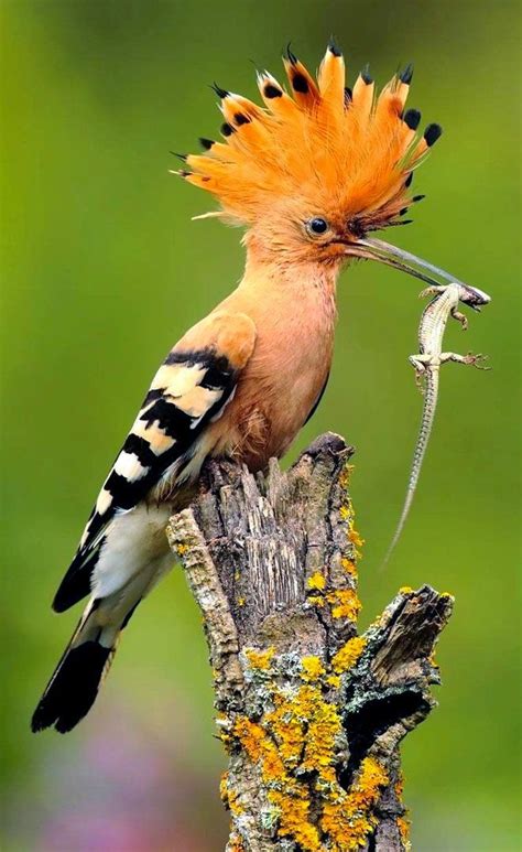 Birds And Animals Hoopoe With Dinner The Hoopoe Is A Colourful Bird