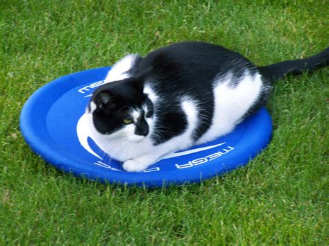 Frisbee Cat By Deoxys788 On Deviantart