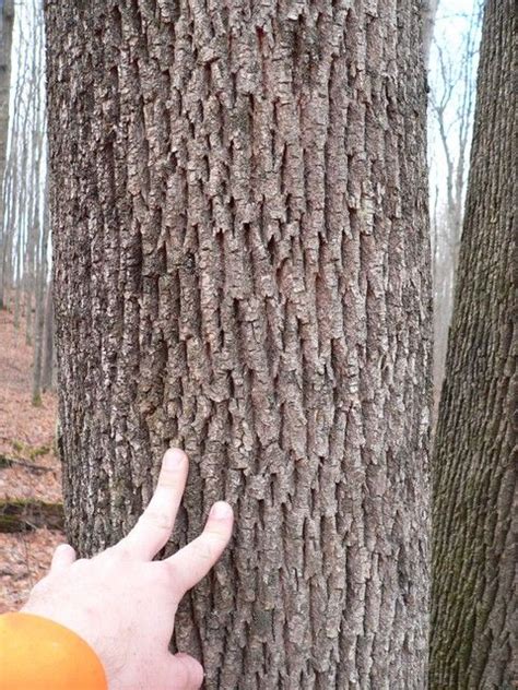 White Ash Tree Identification