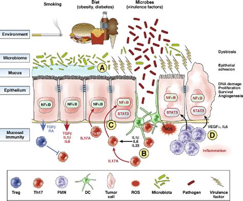 Figure 1 From Roles For Interleukin 17 And Adaptive Immunity In