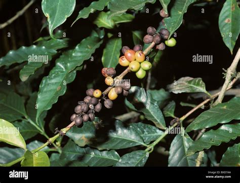 Coffee Berry Disease Colletotrichum Coffeanum Affecting Coffee