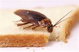 Pictures of Cockroach Food
