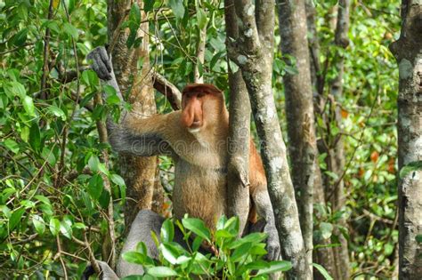 Proboscis Monkey On Borneo Stock Photo Image Of Park 131002276