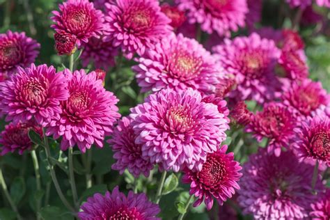 9 Unexpected Health Benefits Of Chrysanthemums Mums