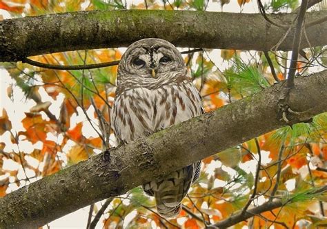 Autumn Owl Photograph By Carmen Macuga