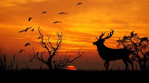 Deer Wallpaper 71 Images