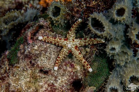 Starfish Facts And Photographs Videos Seaunseen