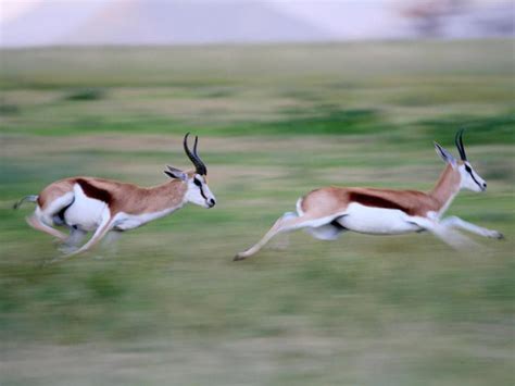 25 Fastest Animals In The World Always Pets