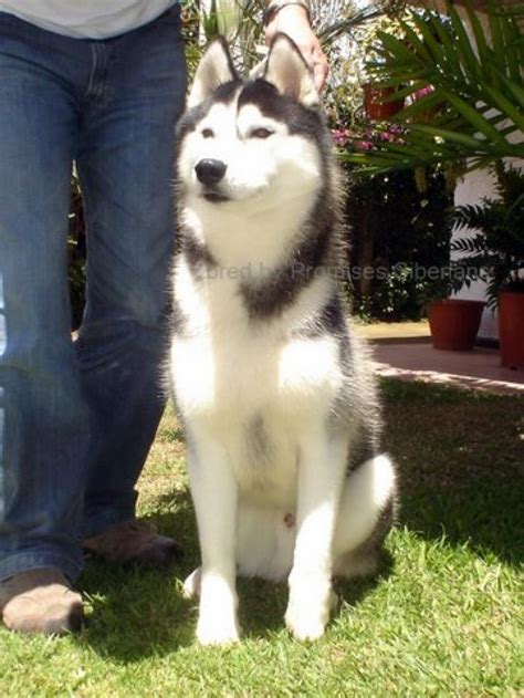 Verified breeders, popular vetrinary doctors near by, perfect matching stud dogs, 1000+ satisfied buyers every year. Siberian Husky Puppies for Sale(Paula 1)(398) | Dogs for ...