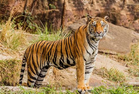 Amazing Facts About Bengal Tigers Animal World