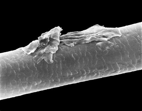 Under Microscope Human Hair Up Close Micropedia