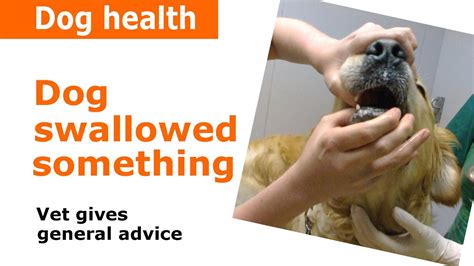 Dog Swallowed Something Stuck In Throat Vet Advice