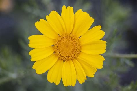 Yellow Color Sunflower Hd Wallpaper For Desktop Yellow Daisy Flower Yellow Sunflower Free