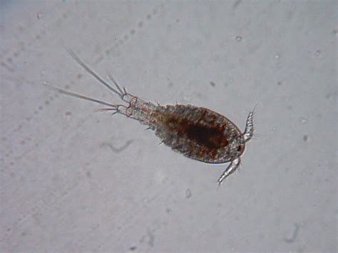 Copepod Cyclops Sp Female Flickr Photo Sharing