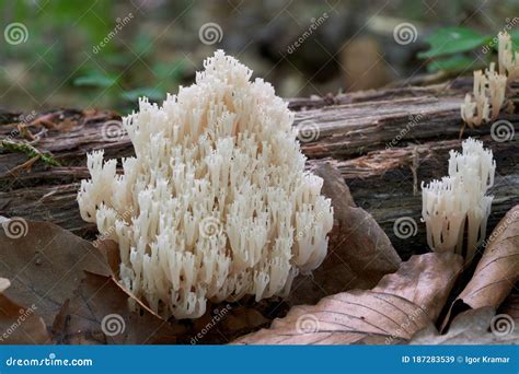 Inedible Mushroom Artomyces Pyxidatus In The Beech Forest Known As
