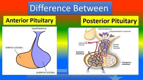Posterior Anterior Pituitary