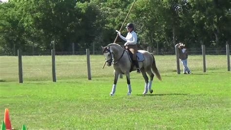 Henrique Working Equitation Obstacles Youtube