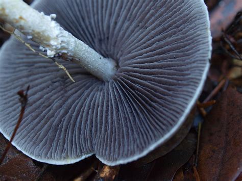 Stropharia Pseudocyanea The Ultimate Mushroom Guide