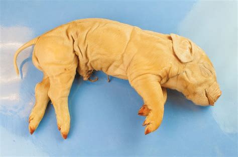 Flinn Preferred Preserved Fetal Pigs For Dissection