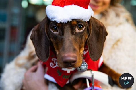 Pup Up Cafe Dachshund Pup Up Christmas Cafe Returns To Revolution York