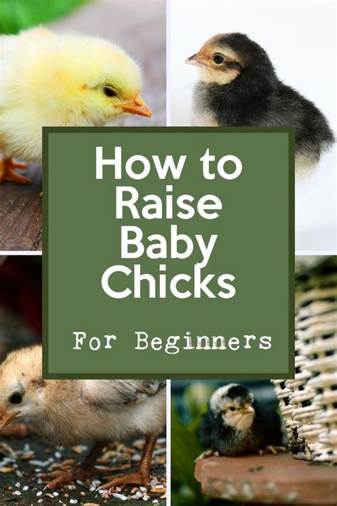 How To Raise Baby Chicks For Beginners Baby Chicks How To Raise Baby Chicks Raising Chicks