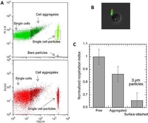 Single Cell Adhesion Assay A Fl1 Upper Graph And Fl3 Versus Fsc